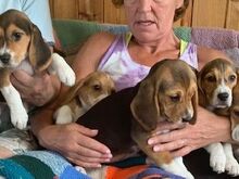 Beagle'i kutsikad