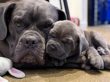 Cane Corso kutsikad