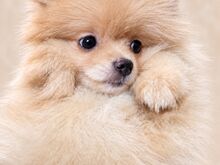 POMERANIAN SPITS