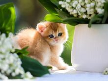 Golden chinchilla  BRITI kassipoeg