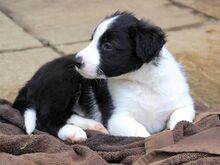 Bordercollie kutsikad
