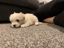 Bichon Frise kutsikad