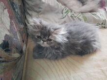 Персидские котята