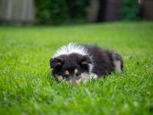 Collie (pikakarvaline)