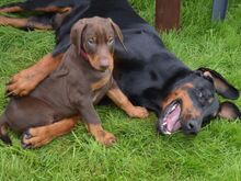 Dobermanni kutsikad