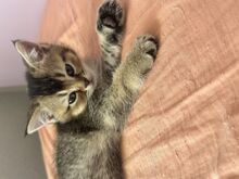 Котята, кошечка, котёнок,