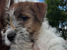 Jack Russell terjeri kutsikapoiss (FCI/LKF)