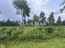 Suur projekteerimistingimustega kinnistu kodu rajamiseks!