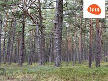 Kaunis kinnistu kõrgete rannamändide keskel