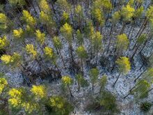 Ilus männimetsaga kinnistu kodu rajamiseks