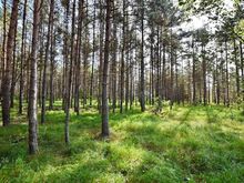 Ilusa männimetsaga 3,83ha maad Muhu saarel