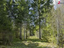 Suur kõrghaljastusega kinnistu Madisel!