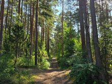 Müüa elamumaa kõrghaljastusega männimetsas
