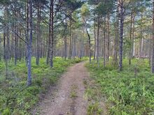 Kaunis Männikoore kinnistu Roosta roheluses!