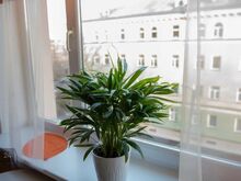 Korter Stroomi ranna lähedal