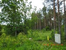 Männimetsakrunt 1,1ha Kohilas, Viigi Tänav 4a