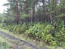 Kuivastu sadam 2,7 km kaugusel