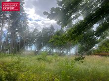 Männimetsaga krunt oma kodu loomiseks.