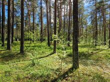 METSAGA ÜMBRITSETUD PRIVAATNE ELAMUMAA NÕMMEL