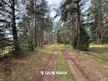 Müüa maatükk männimetsas!