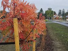 Paarismaja kinnistu koos eskiisprojektiga