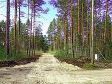 Äärelinna vaikus metsatukas.