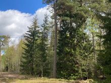 Kaks kinnistut ühe hinnaga Järve külas!