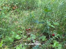 Elamumaa Vasalemma looduskaunis elukeskkonnas