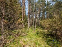 Ehitusõigusega kinnistu Maerus