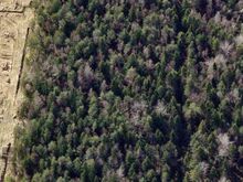 Väga suur metsaga krunt. Ehitusõigus !