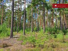 Ilusa männimetsaga kinnistu Värska lahe ääres