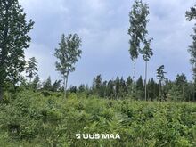Suur projekteerimistingimustega kinnistu kodu rajamiseks!