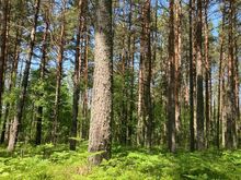Merelähedane kinnistu Järve külas!