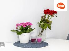 Hubane kodu rohelises Uue Maailmas