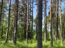 Merelähedane kinnistu Järve külas!