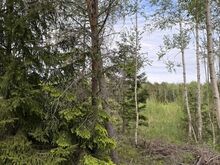 Metsajärve kinnistu Spithamis
