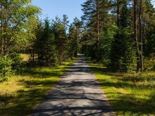 Ilus männimetsaga kinnistu kodu rajamiseks