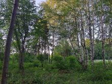 Parkmetsaga kinnistu, 1 km merest