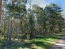 Imeilus männimets Pihkva järve kaldal.