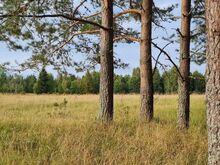 Müüa Tengi kinnistu, 2,17 ha, kaunil Kõpu poolsaarel, Mägipe külas, Hiiumaal