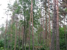Avar männimetsane elamumaa Aruküla parkmetsas