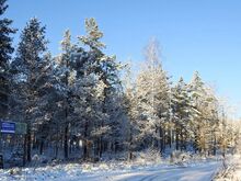 Kohilas männi metsas  kinnistu maja ehituseks