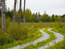 Suur ehitusõigusega kinnistu metsa keskel