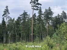 Suur projekteerimistingimustega kinnistu kodu rajamiseks!