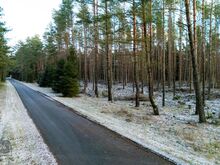 Ilus männimetsaga kinnistu kodu rajamiseks