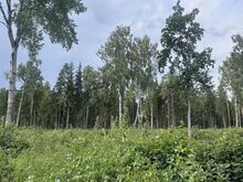 Suur projekteerimistingimustega kinnistu kodu rajamiseks!