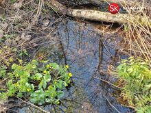 Müüa unikaalne, Vasalemma jõega piirnev kinnistu