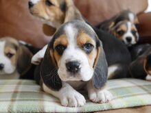 BEAGLE