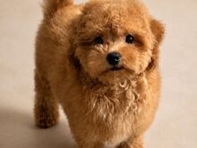 Maltipoo