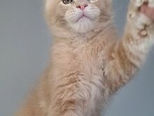 Maine Coon kassipojad, isased